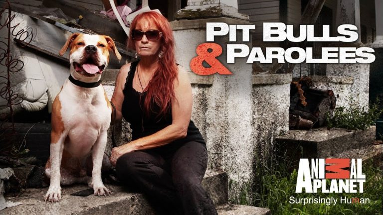 Pit Bulls and Parolees Season 15 Episode 8