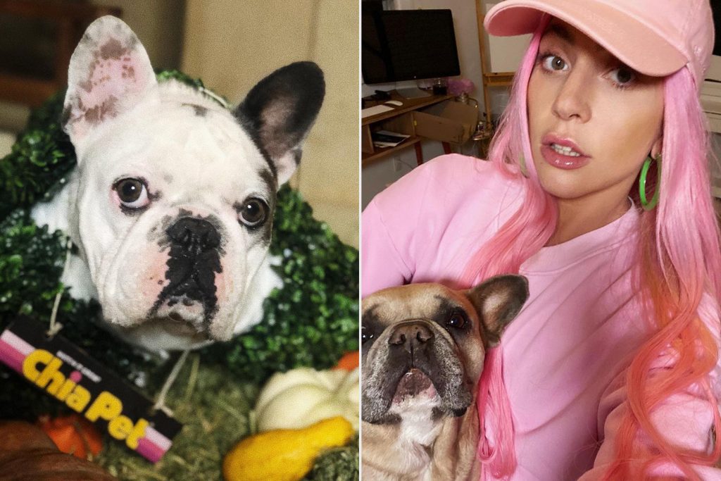 Lady Gaga s Pet Dogs Stolen By Robbers in a Shocking Incident - 51