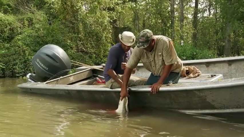 Swamp People Season 12 Episode 6 Release Date and Preview - 28