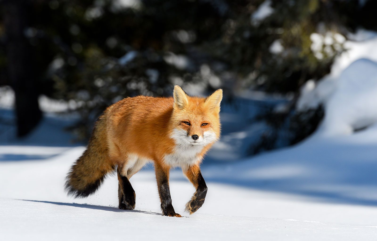 Fantastic Foxes: Their Secret World