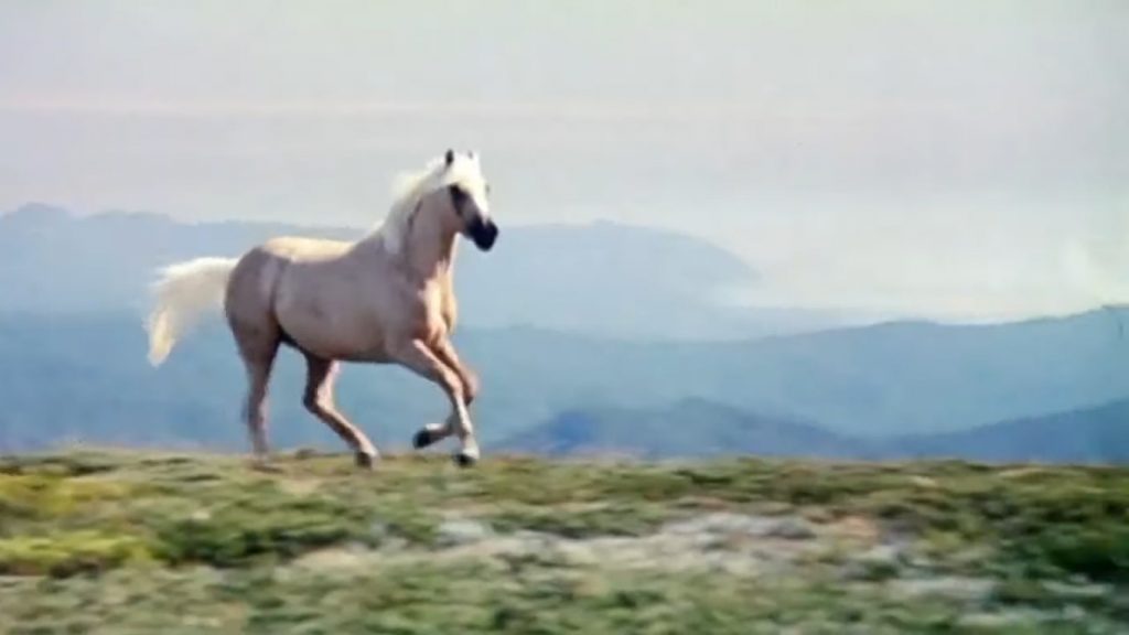 Where is The Silver Brumby Filmed? All Locations of The Silver Stallion ...