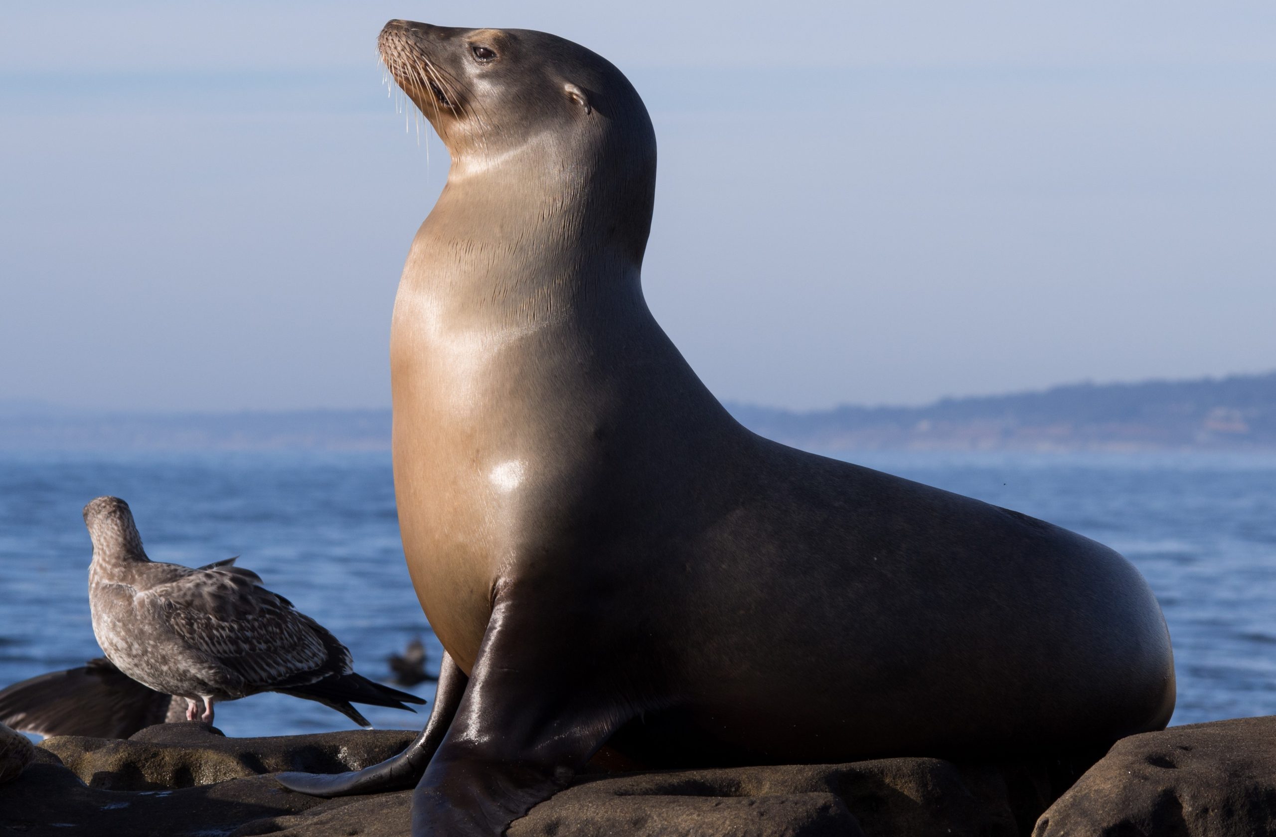 Làm thế nào để bạn nói Seal trong xu hướng tiếng Pháp
