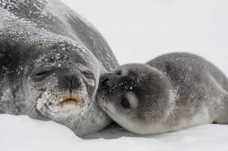 How Do You Say Seal In French Tiktok