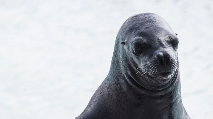 "How Do You Say Seal In French"