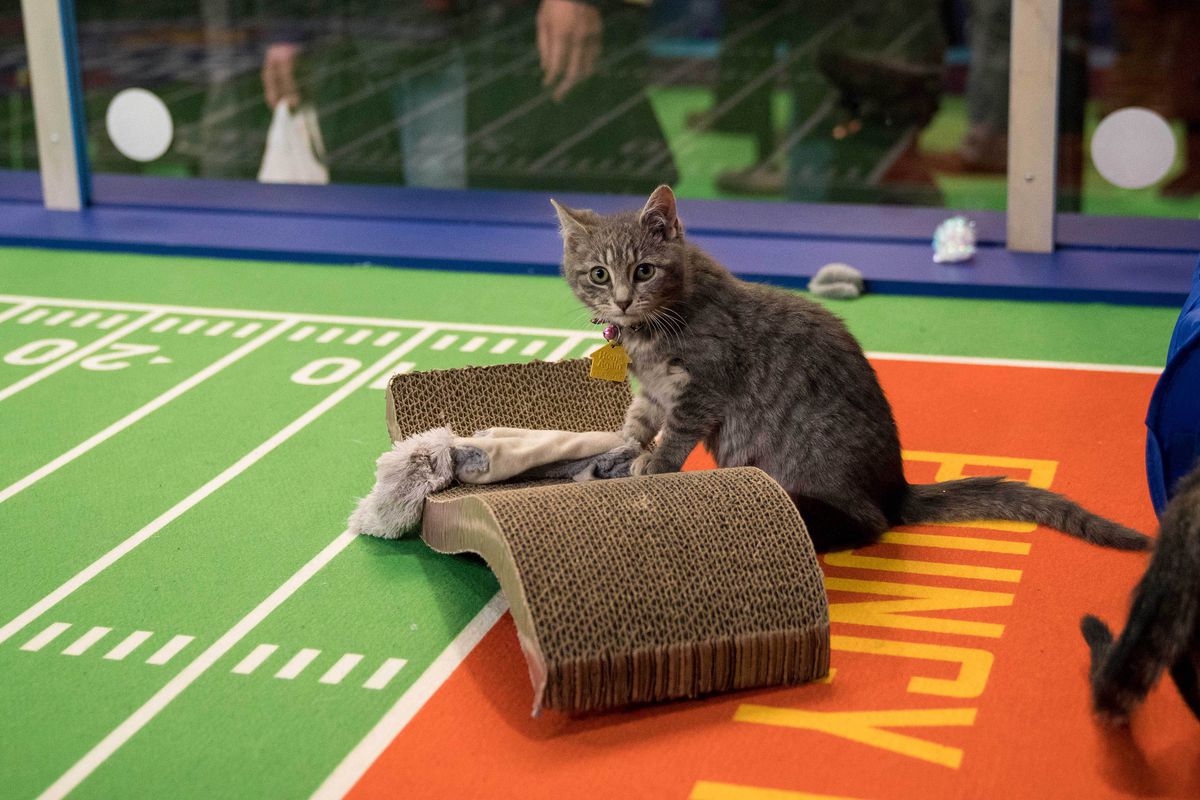 Kitten Bowl 2022 cancelado