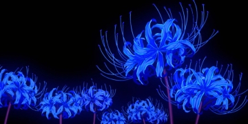 Blue Spider Liily