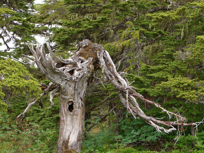 To show the trees allegedly rooted out by the Alaskan bigfoot