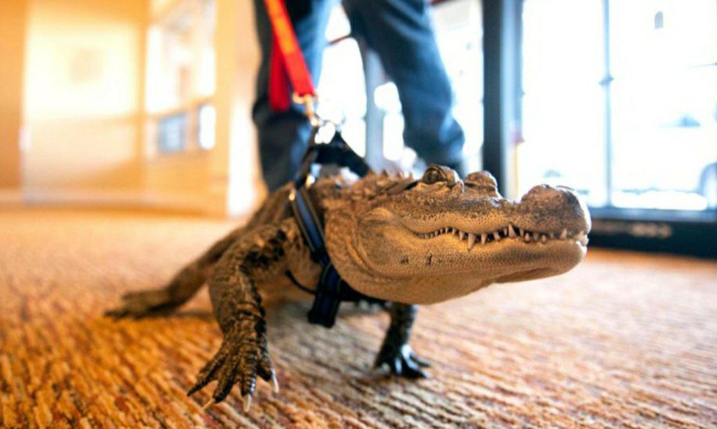 Who is Wally, The Emotional Support Alligator?