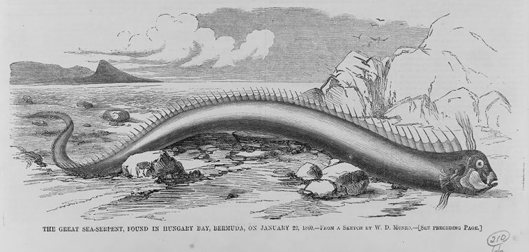 Georgian Sea Serpent: The Monster of the Altamaha-ha - OtakuKart