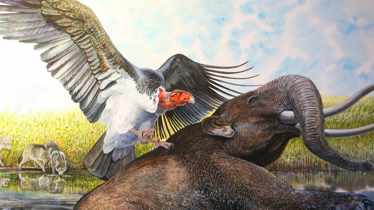 Teratornis - The Extinct Genus Of Huge Birds Of Prey