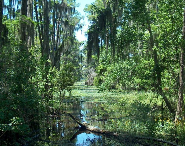 Legend of the Delaware Swamp Monster - OtakuKart