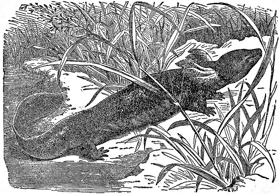 Walgren Lake Monster - illustration of mudpuppy