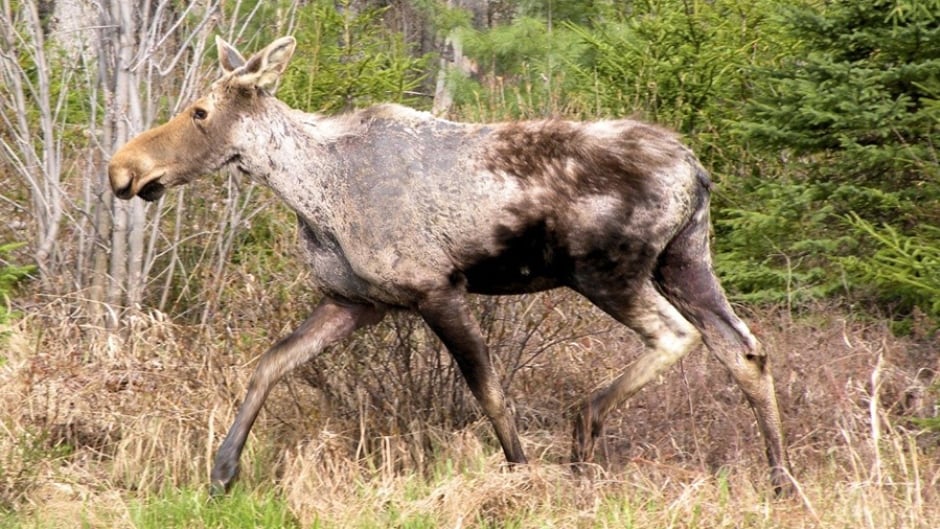 to show ghost moose