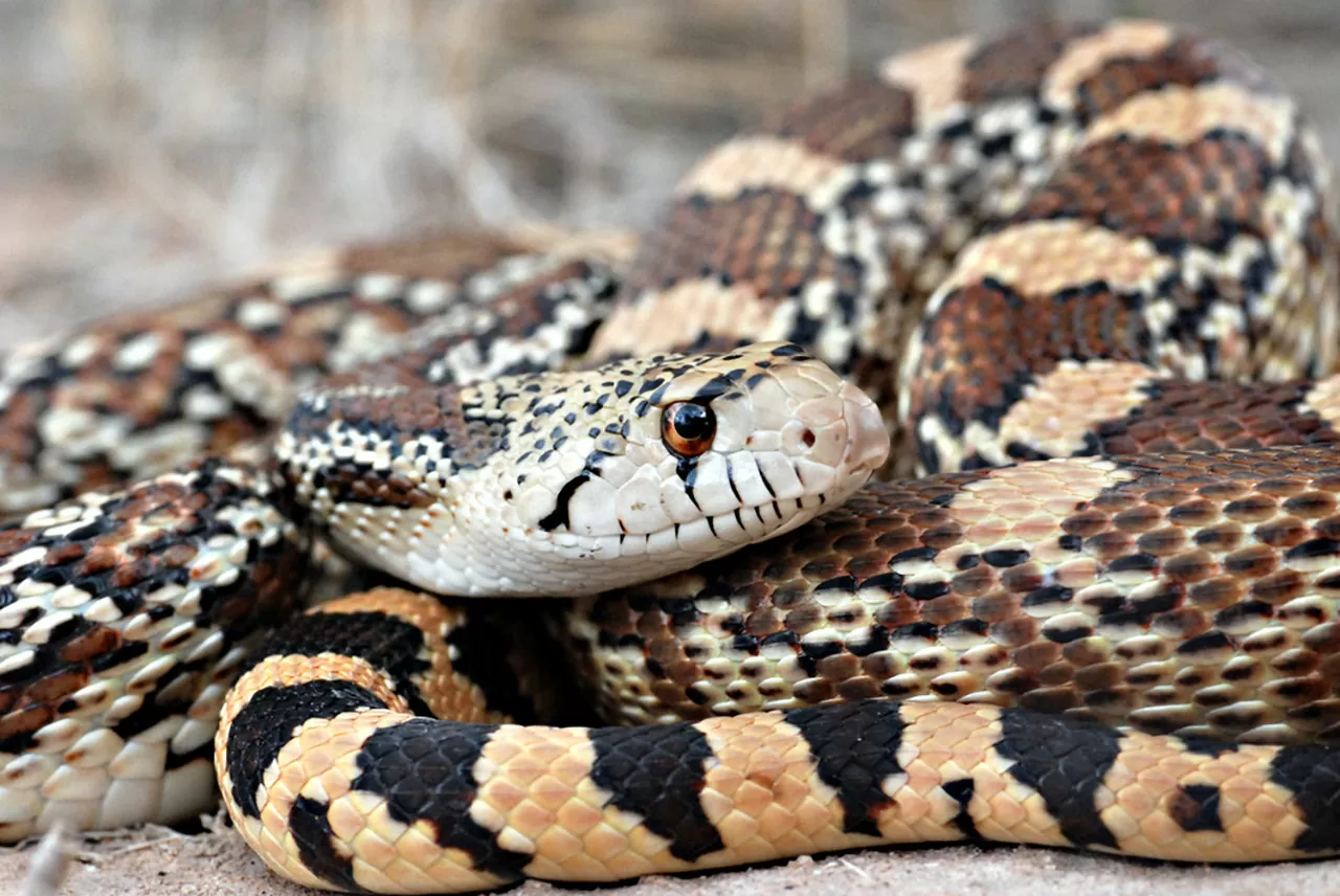 to show gopher snake