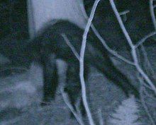 A trail camera caught an undiscovered creature in 2007.