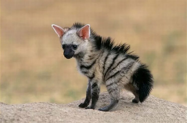 Rare Wolf Species Called Aardwolf That You May Not Know About