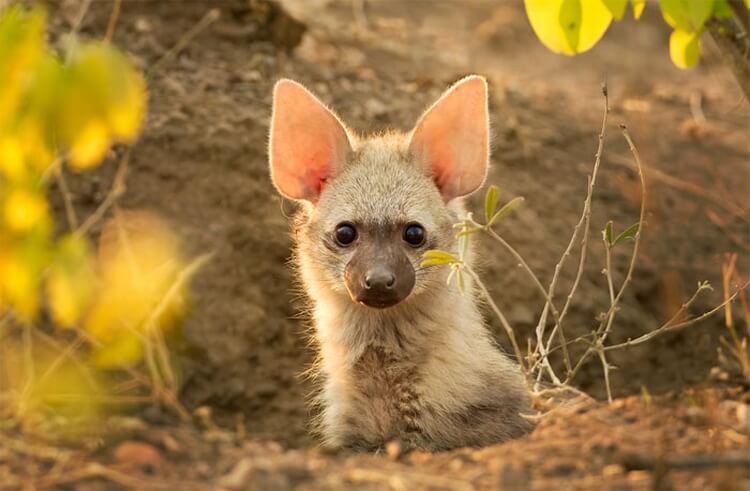 Rare Wolf Species Called Aardwolf That You May Not Know About