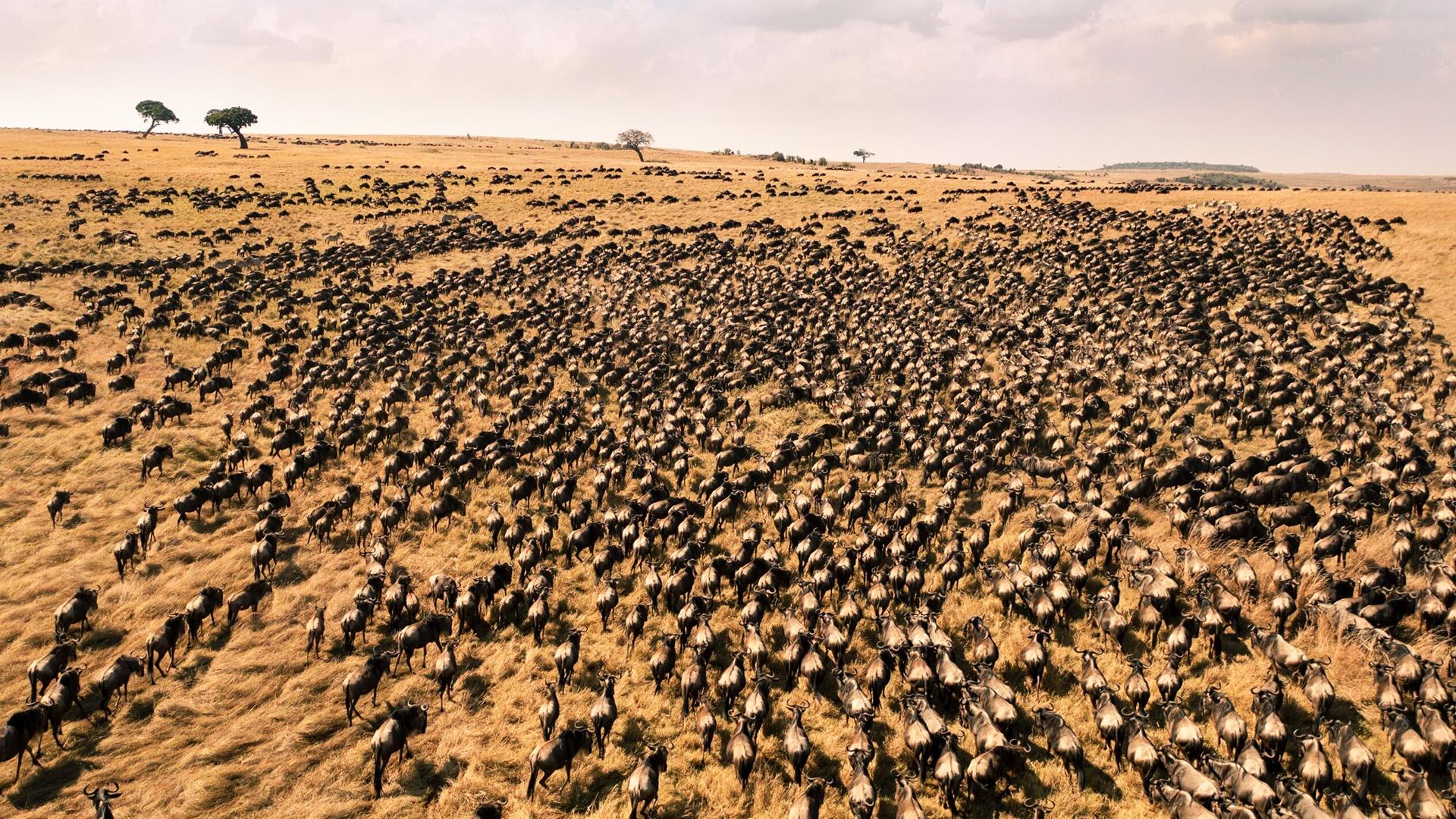 An aerial view of Wildebeests from NATURE Season 41