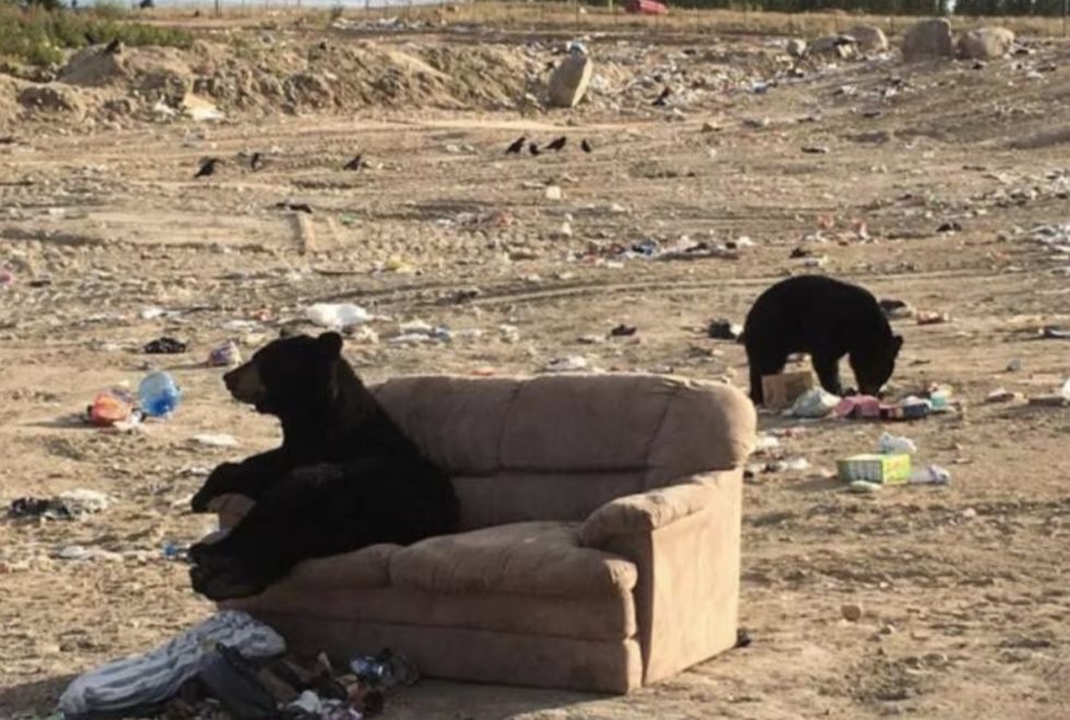 Bear Relaxes On Thrown Away Sofa