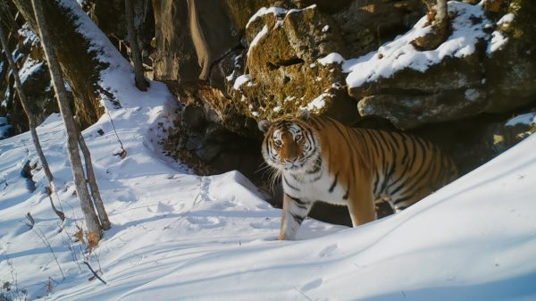 Frozen Planet II Episode 5: Release Date, Preview And Streaming Guide ...