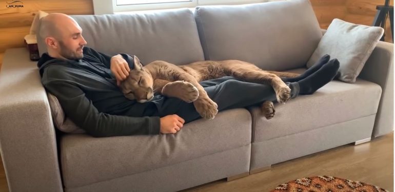 Messi The Puma Enjoys Life With New Family