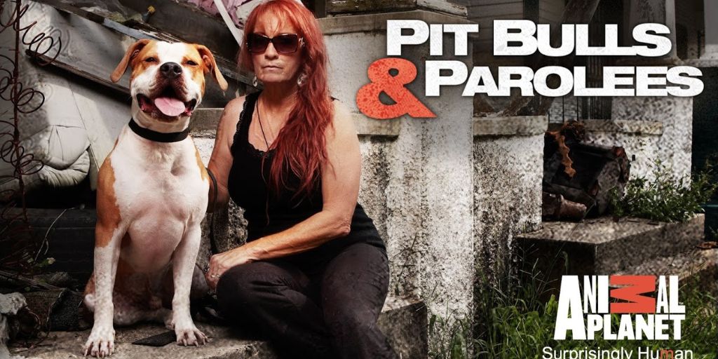 Is Pit Bulls And Parolees Coming Back In 2024 - Eula Ondrea
