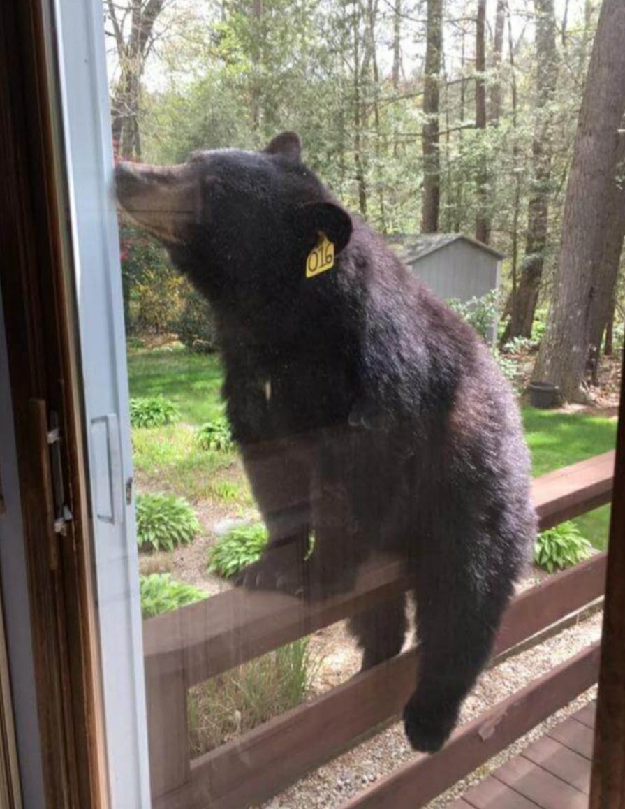 Bear Tries To Get Into House For Some Brownies