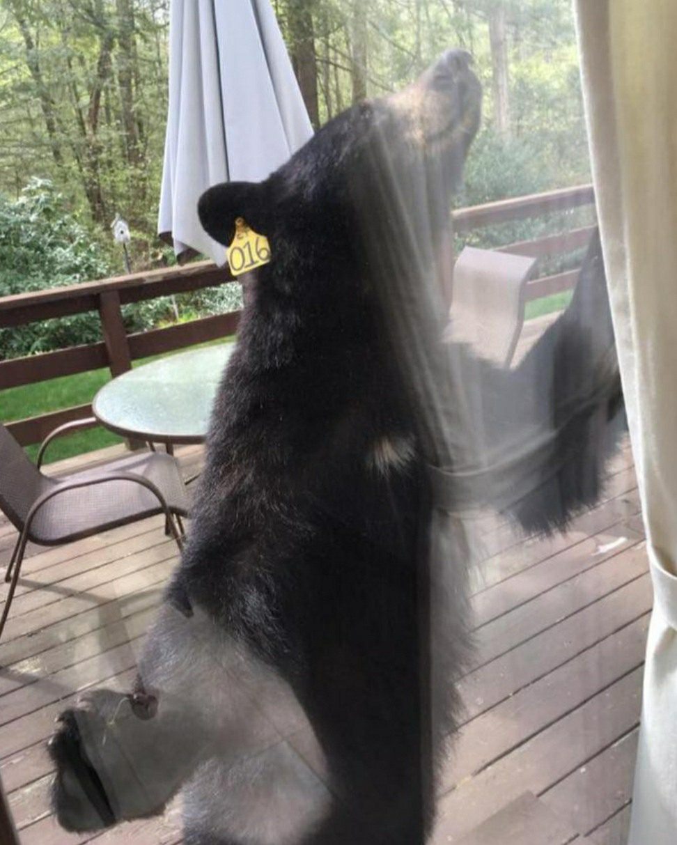 Bear Tries To Get Into House For Some Brownies