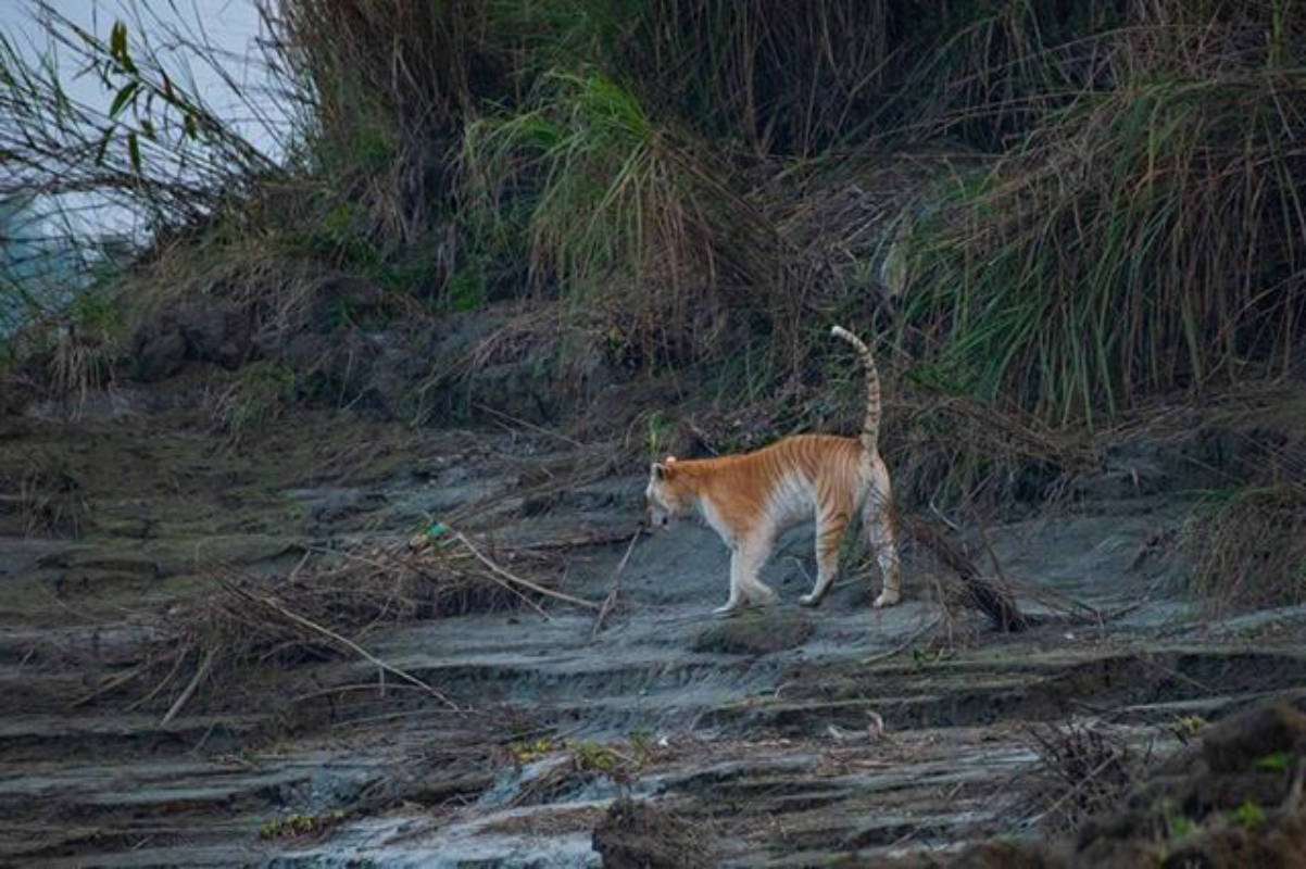 India's Only Golden Tiger Spotted for the First Time