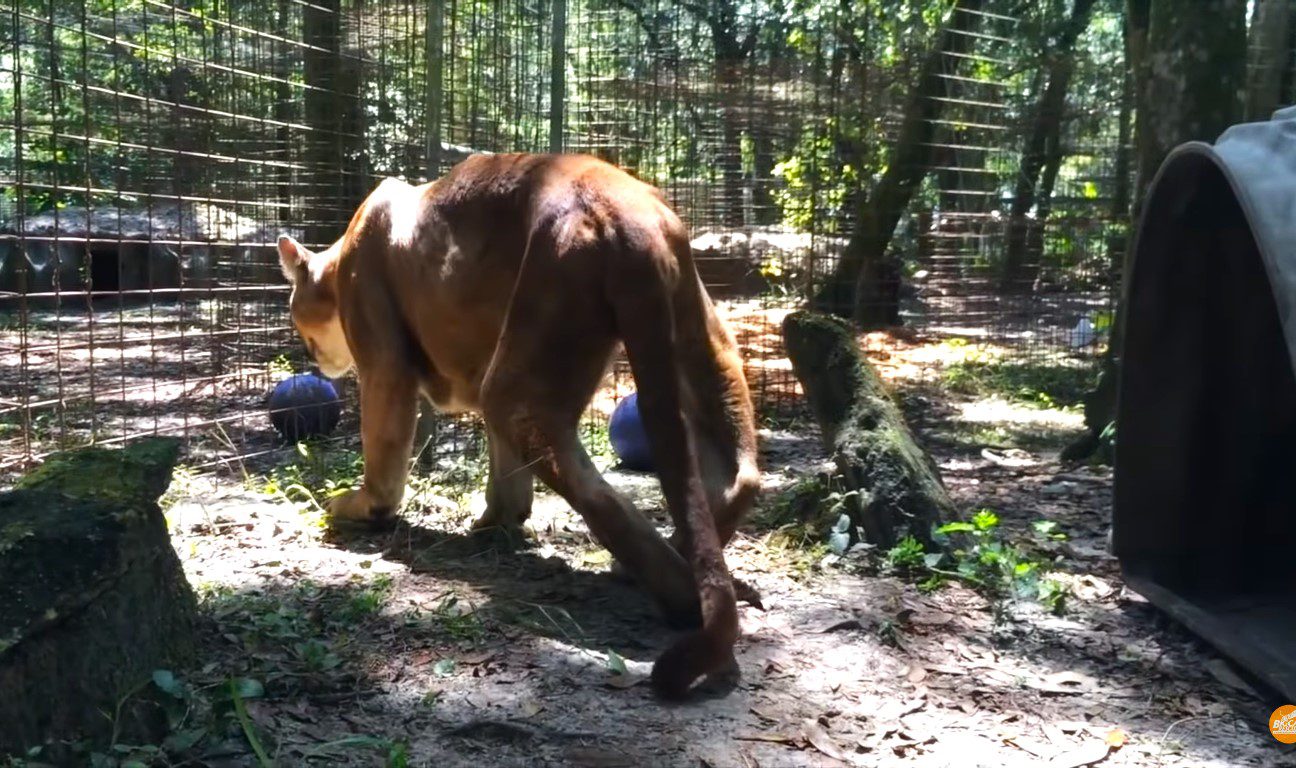 Abused cougar learns to walk again