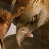 Newt Scamander pets a Thunderbird in "Fantastic Beasts and Where to Find Them,"
