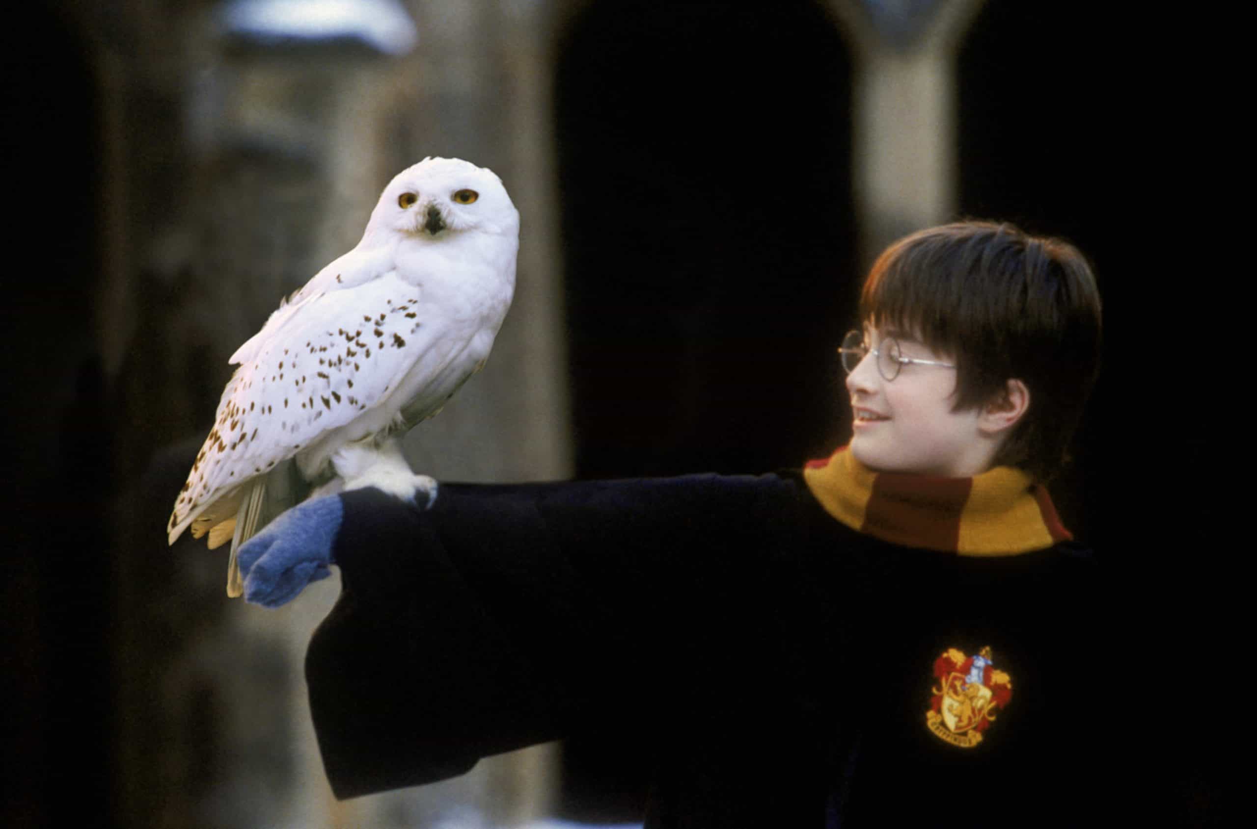 Hedwig (Harry Potter)
