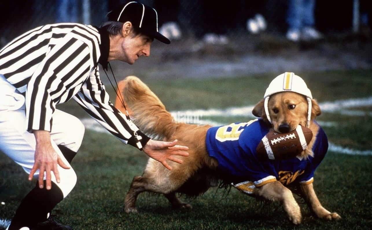 Airbud referee feature golden retriever