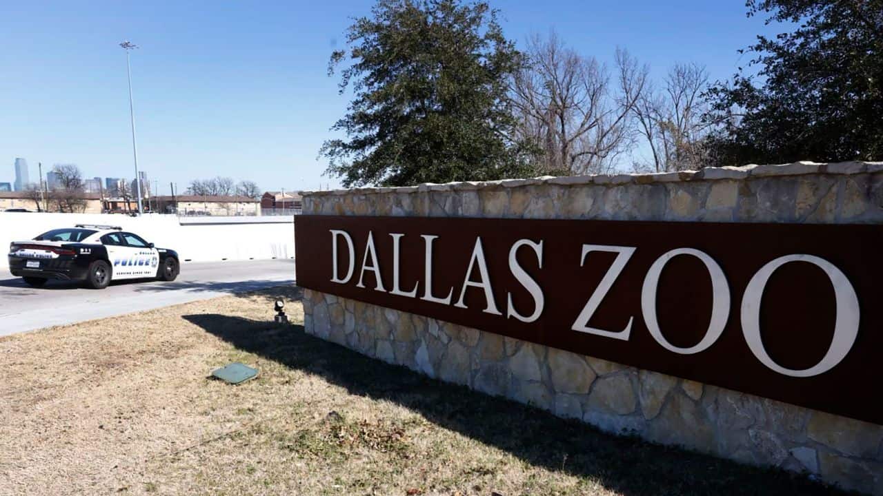 what happened at dallas zoo