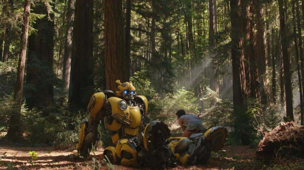Charlie And Bumblebee In Henry Cowell Redwoods State Park