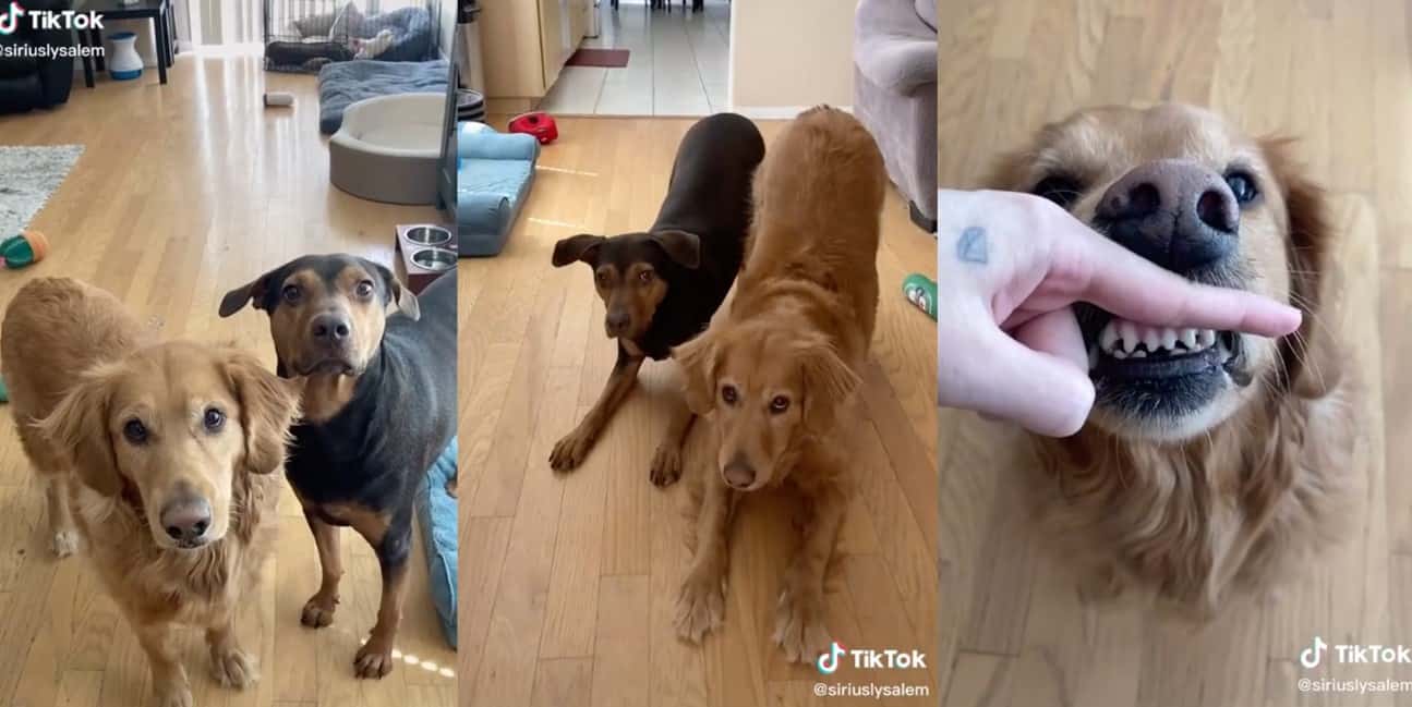 Best 10 Dog Filters On Tik Tok