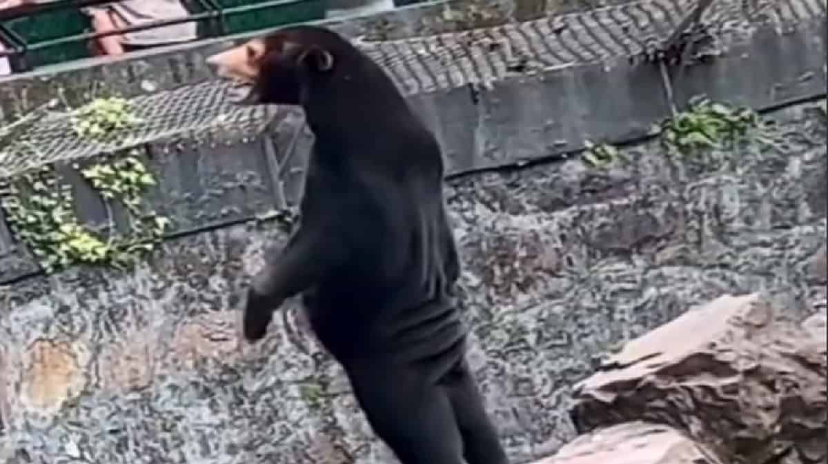 Chinese Zoo Sun Bear Real or Human