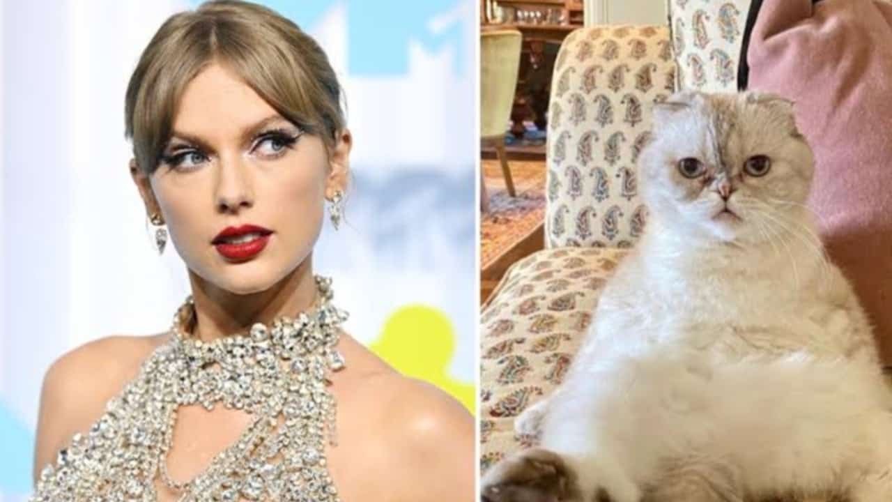 Taylor Swift's Cats Net Worth