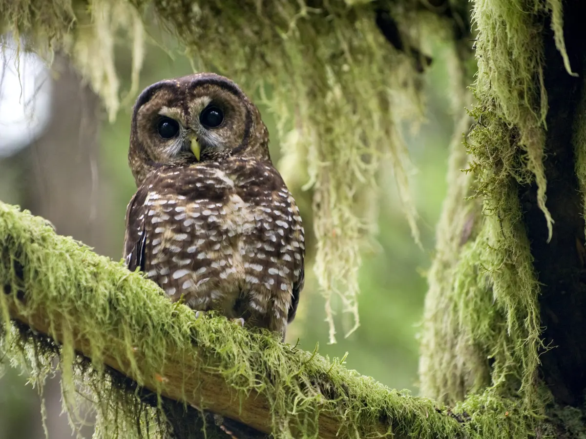 Science-based conservation decisions prioritize wildlife preservation (Credits: Shutterstock)