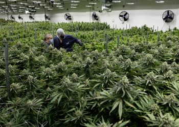 Marijuana reclassification proposal sparks investor enthusiasm (Credits: Virginia Mercury)