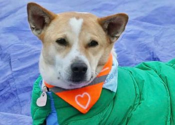 Aloka the Peace Dog (Credit: BBC)