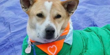 Aloka the Peace Dog (Credit: BBC)