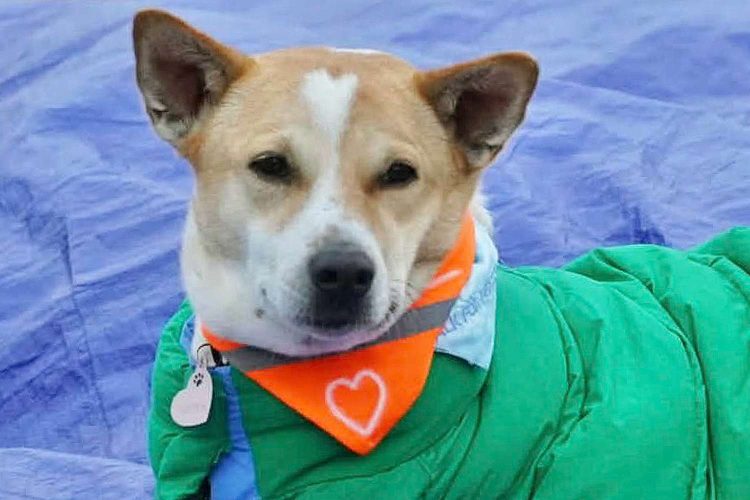 Aloka the Peace Dog (Credit: BBC)