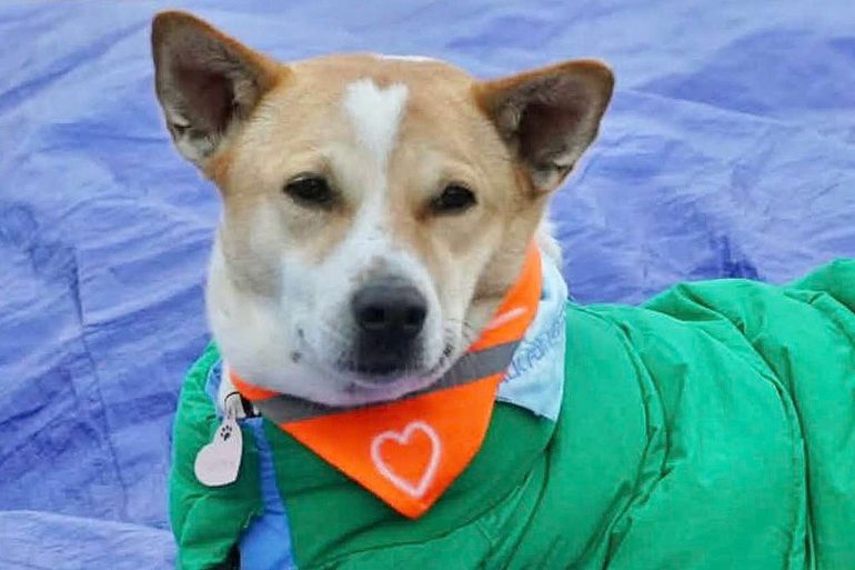 Aloka the Peace Dog (Credit: BBC)