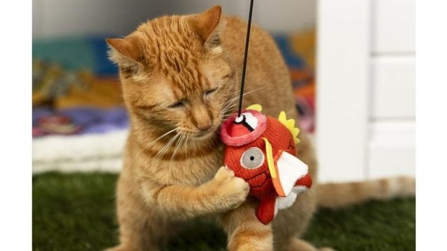 Pokémon Magikarp cat toy resells for over four times its retail price amid growing scalping concerns