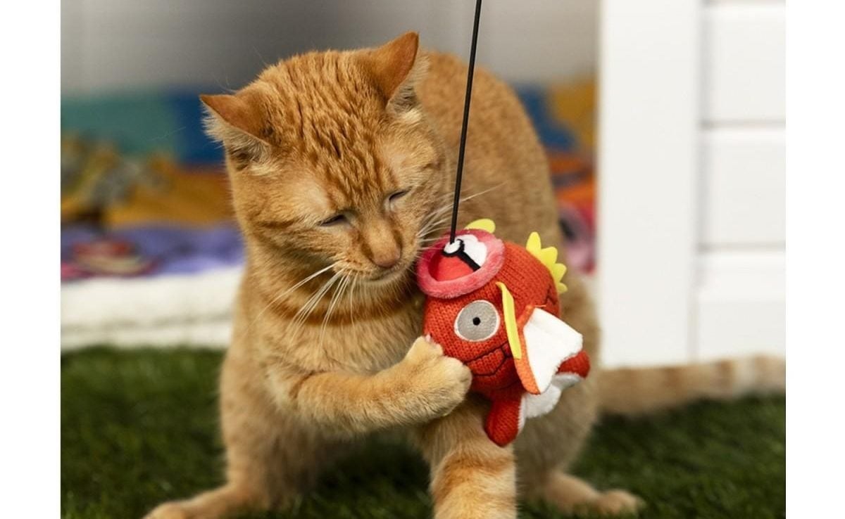 Pokémon Magikarp cat toy resells for over four times its retail price amid growing scalping concerns